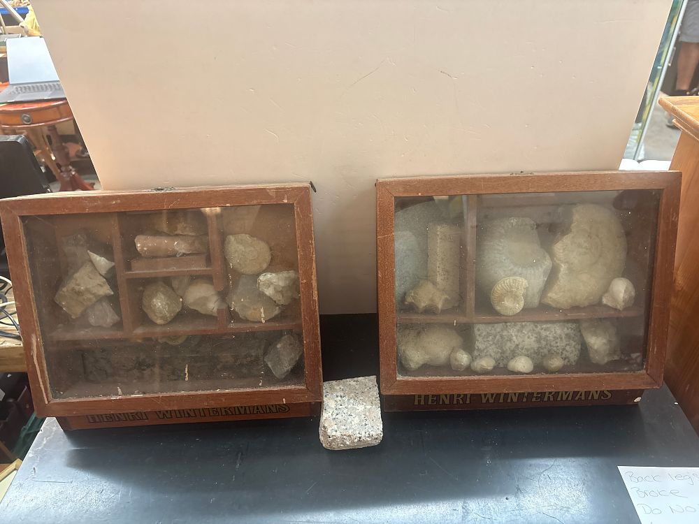 Lot 369: A Collection of Natural History Specimens in Two Henri Wintermans Wooden Display Cases