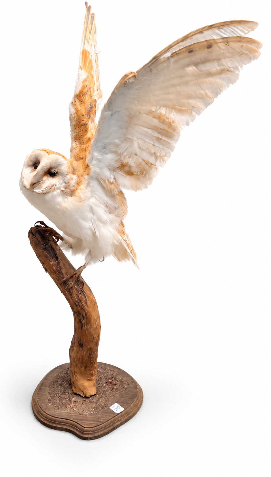 Lot 265: A Full Mount Taxidermy Barn Owl Tyto Alba in an Open Wing Pose