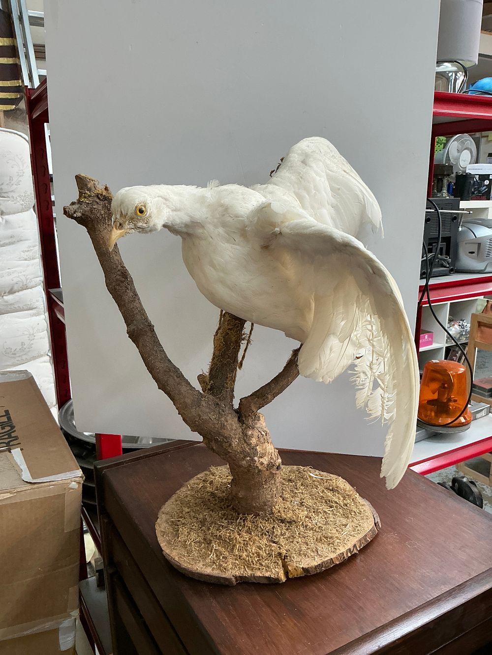 Lot 351: A Taxidermy Specimen of a Leucistic White Common Pheasant Posed in Flight