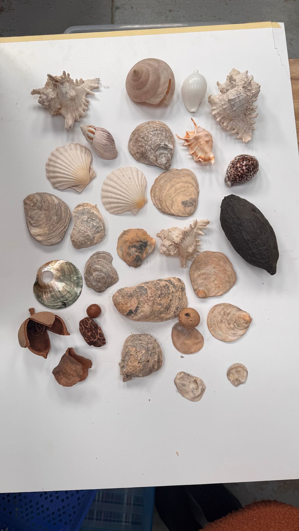 Lot 384: A Collection of Assorted Marine Shells and Botanical Specimens