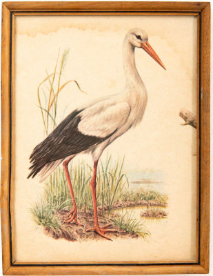 חסידה. דף מתוך ספר, 
ממוסגר במסגרת וינטג' עם תו מס קניה, 
ומחופה בזכוכית