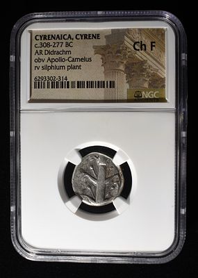 308-277 BC AR DIDRACHM NGC CH F. OBV APOLLO-CAMEIUS RV SILPHIUM PLANT ESTIMATE $600 - $650.