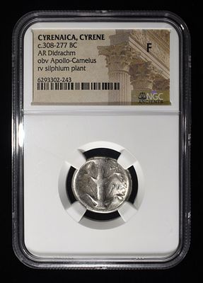SILPHIUM, C.308-277 BC NGC F. CYRENAICA, CYRENE, AR DIDRACHM ESTIMATE $400 - $450.