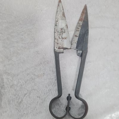 מספרי צמר לכבשים, עשויים מתכת 
אורך כ 30 ס"מ