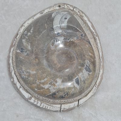 מאובן עתיק מלוטש בדמות שבלול, מודבק על גבי בסיס עץ 
אורך כ 20 ס"מ