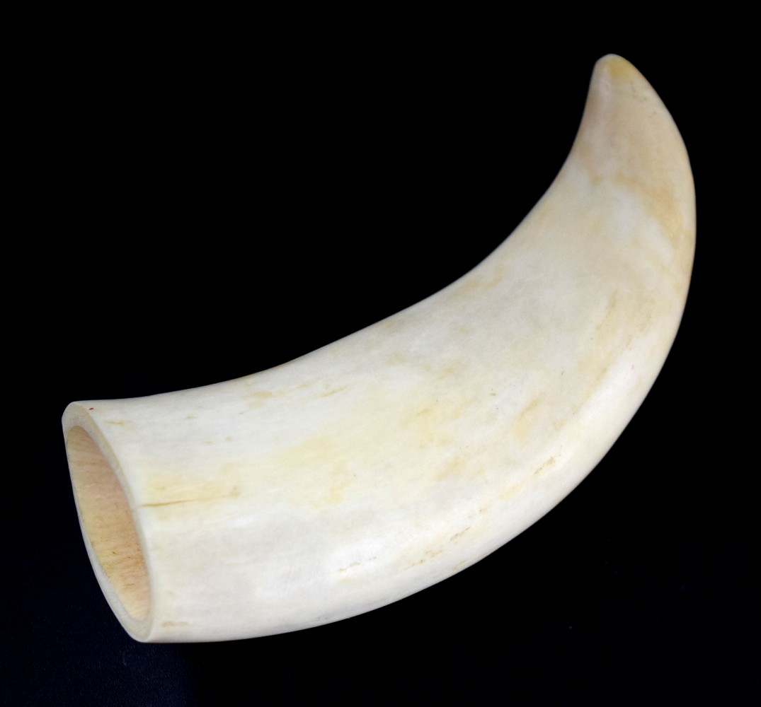 Whale Tooth Scrimshaw Angel and Whale Hand Carved Scene