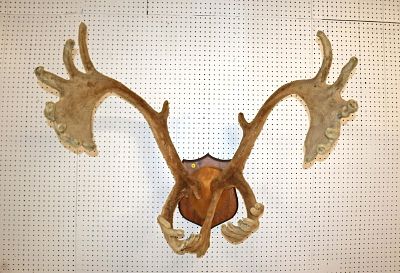 Caribou single shovel antler mount approx. 40" w x 30" d x 40" h