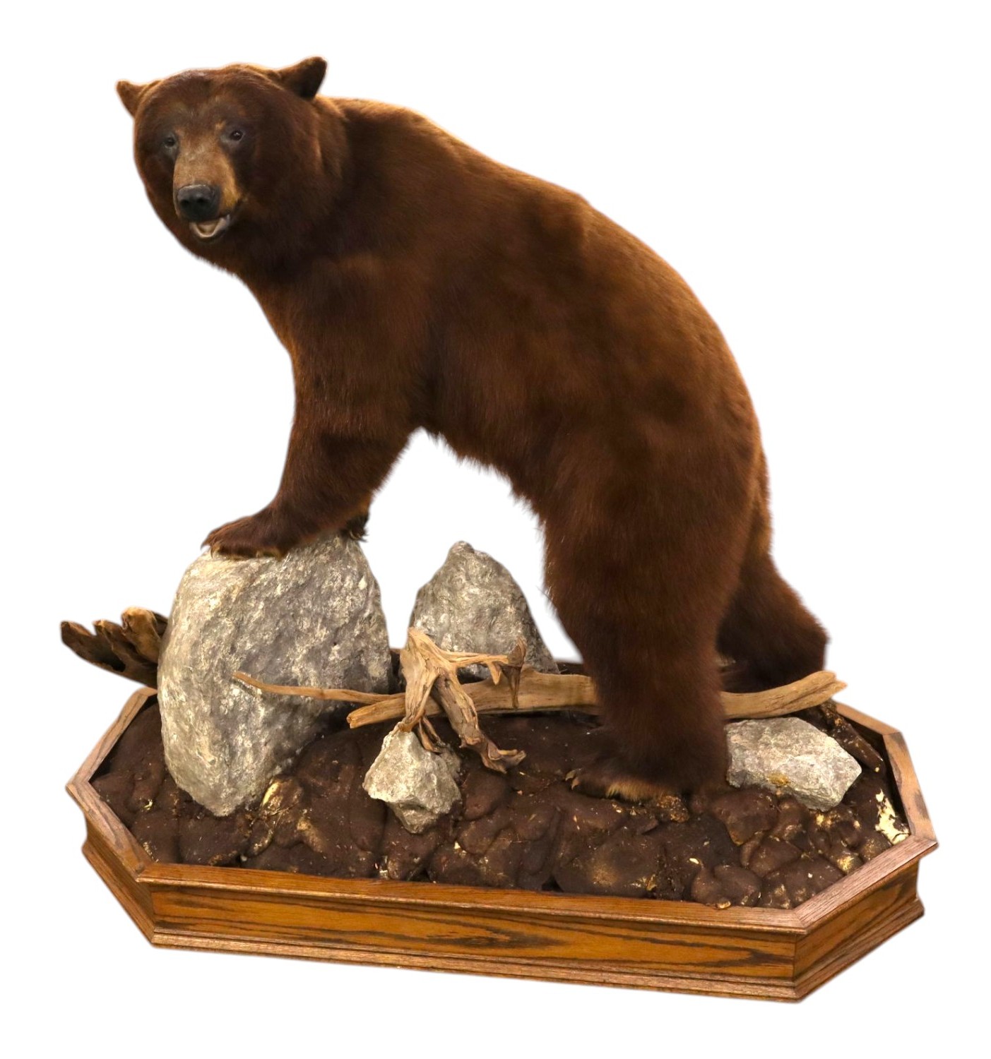 Cinnamon Black Bear Full Body Taxidermy Mount