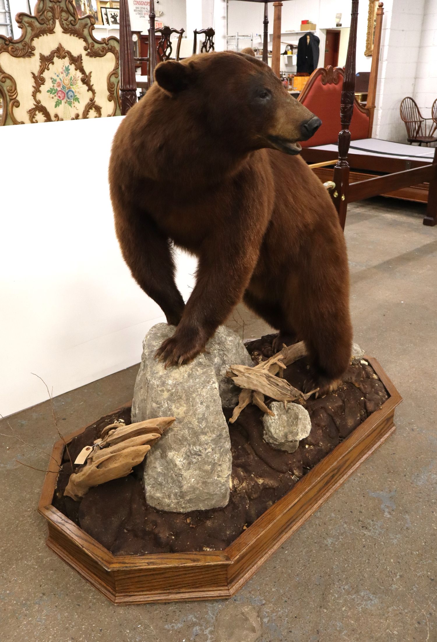 Cinnamon Black Bear Full Body Taxidermy Mount