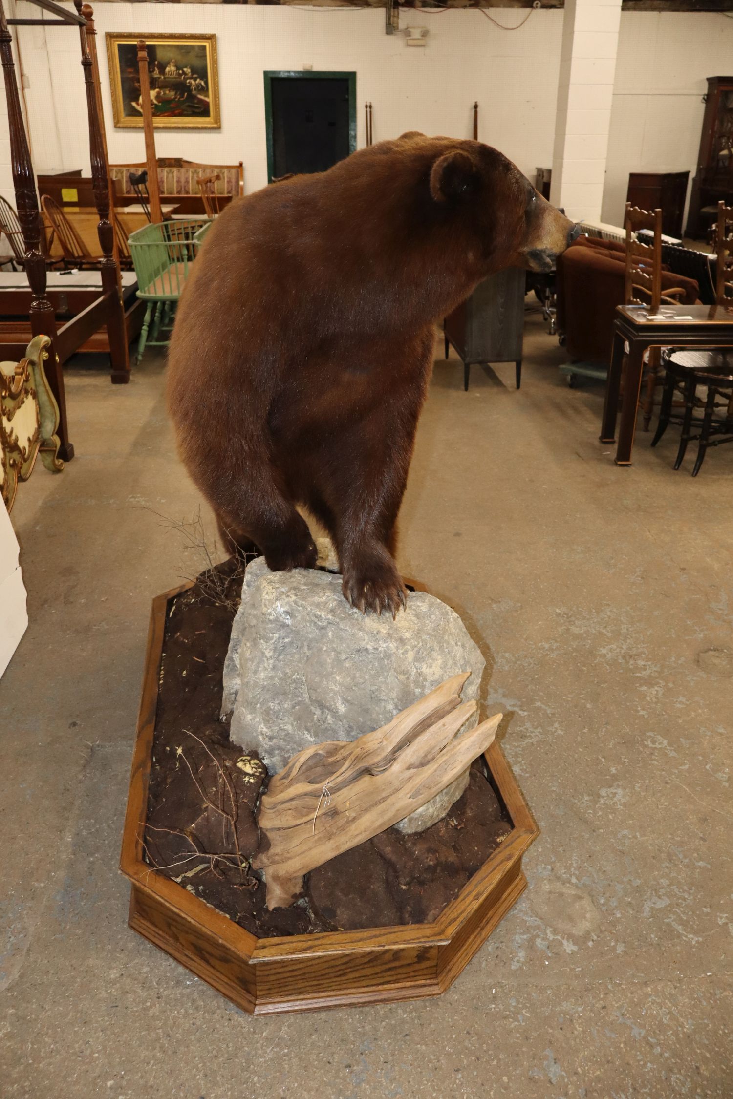 Cinnamon Black Bear Full Body Taxidermy Mount