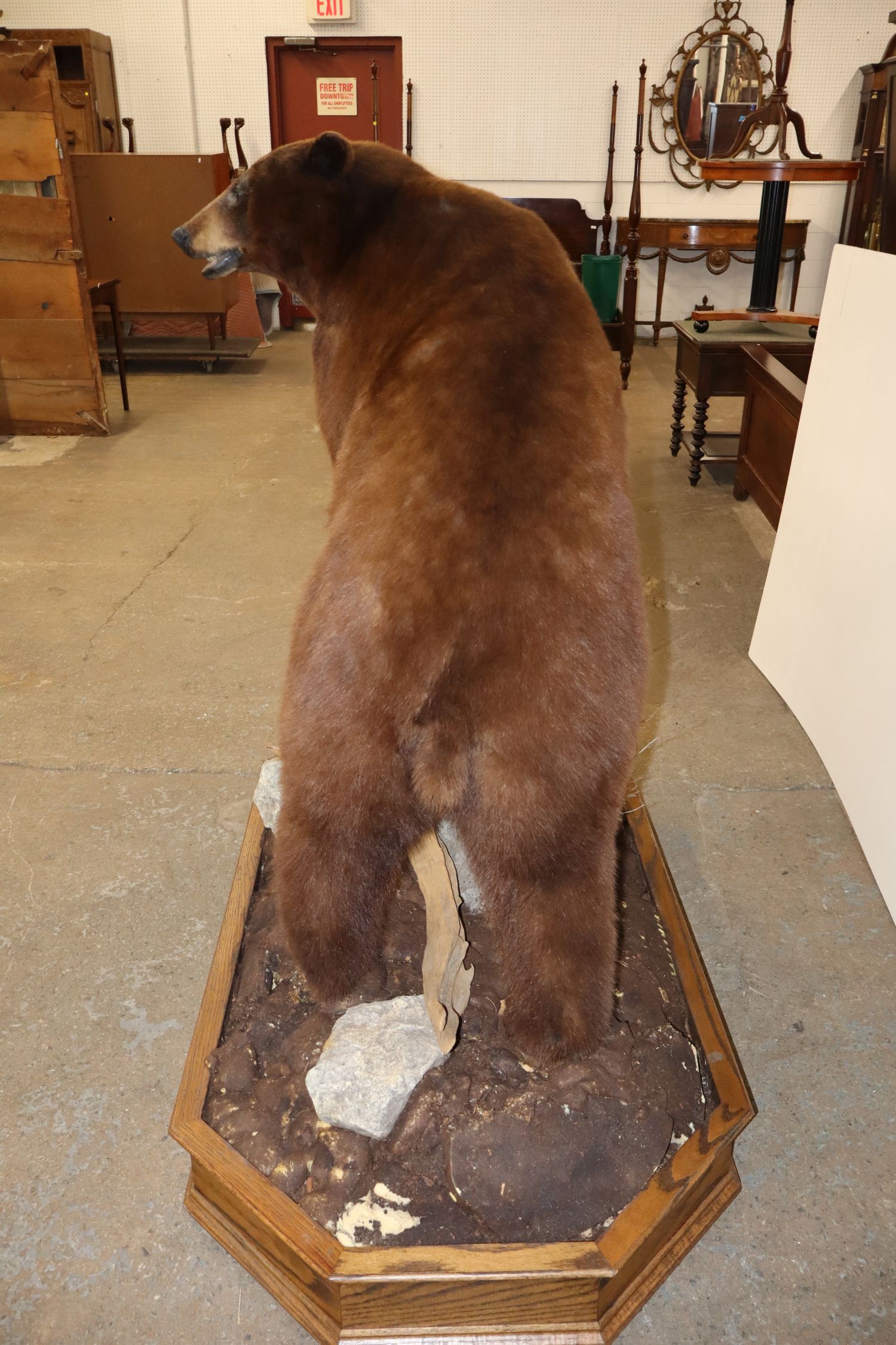 Cinnamon Black Bear Full Body Taxidermy Mount
