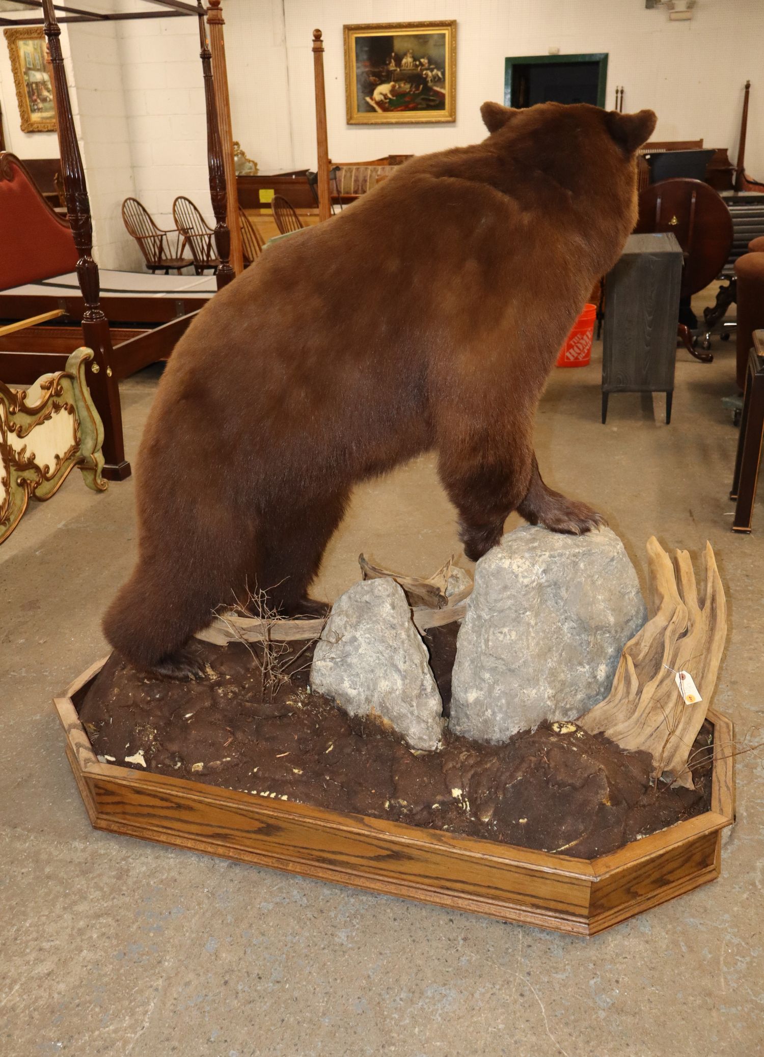 Cinnamon Black Bear Full Body Taxidermy Mount