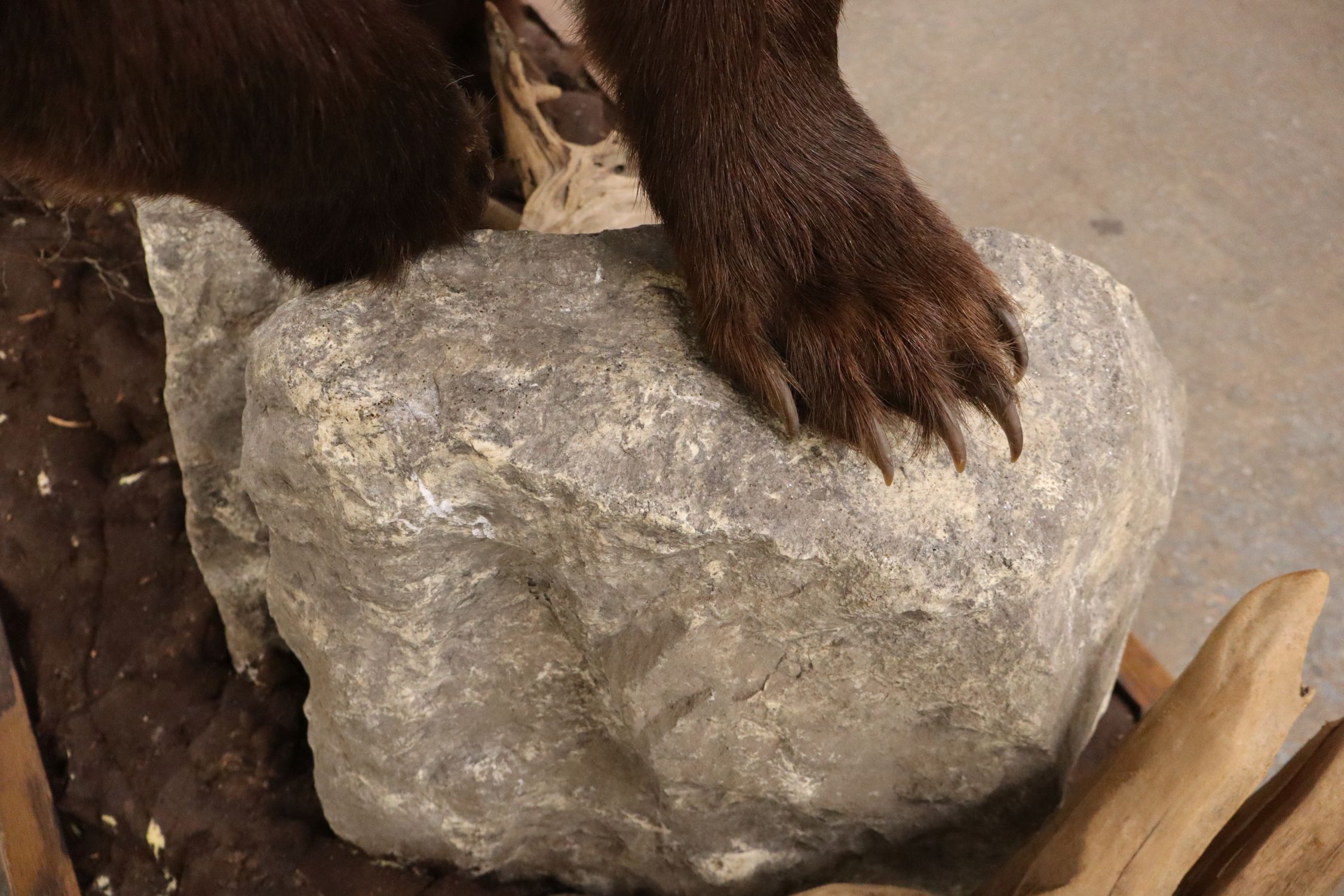 Cinnamon Black Bear Full Body Taxidermy Mount