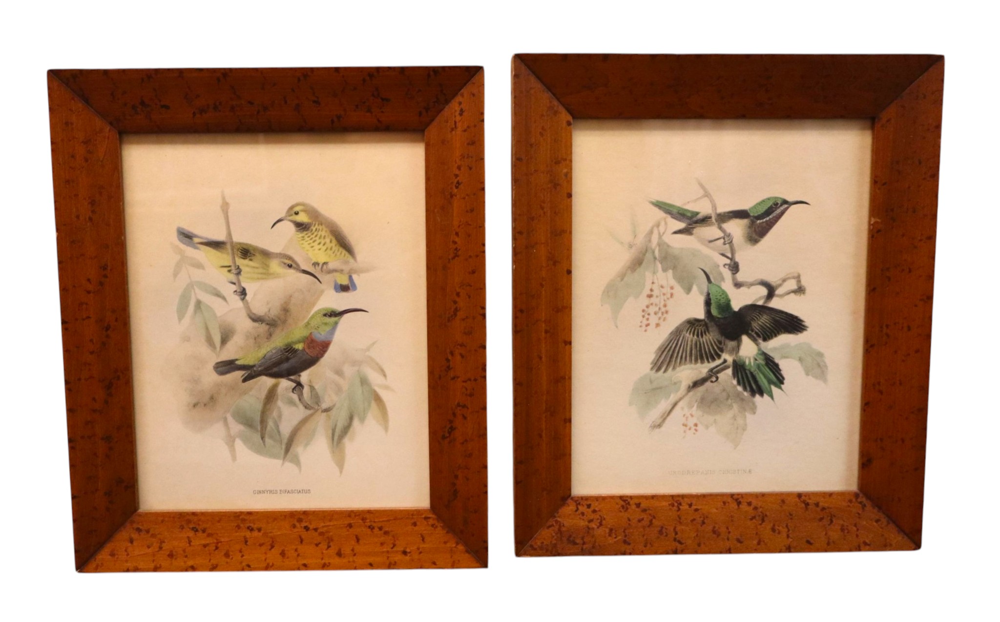 Pair Vintage John Gould Bird Prints Maple Frames