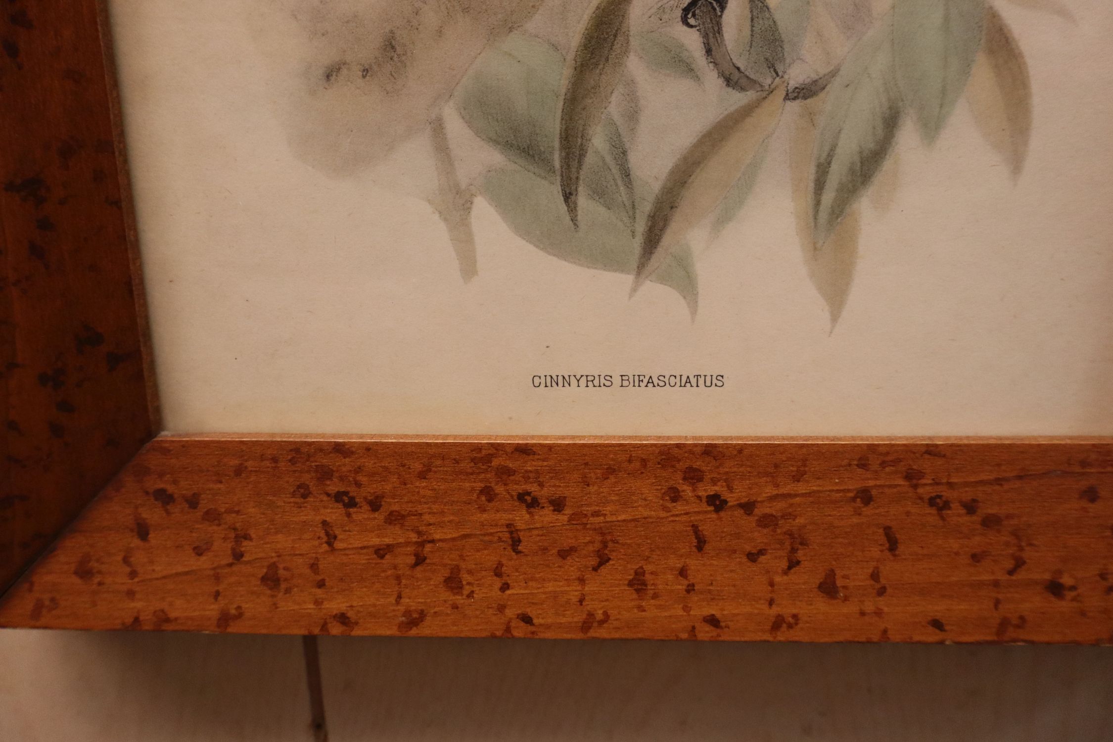 Pair Vintage John Gould Bird Prints Maple Frames
