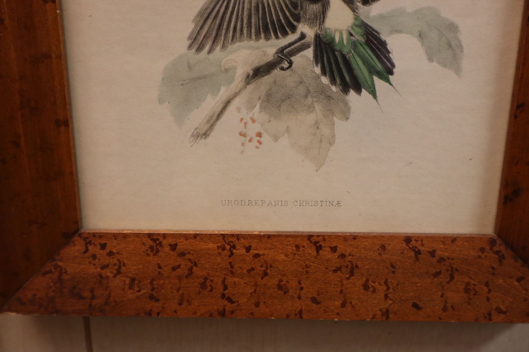 Pair Vintage John Gould Bird Prints Maple Frames