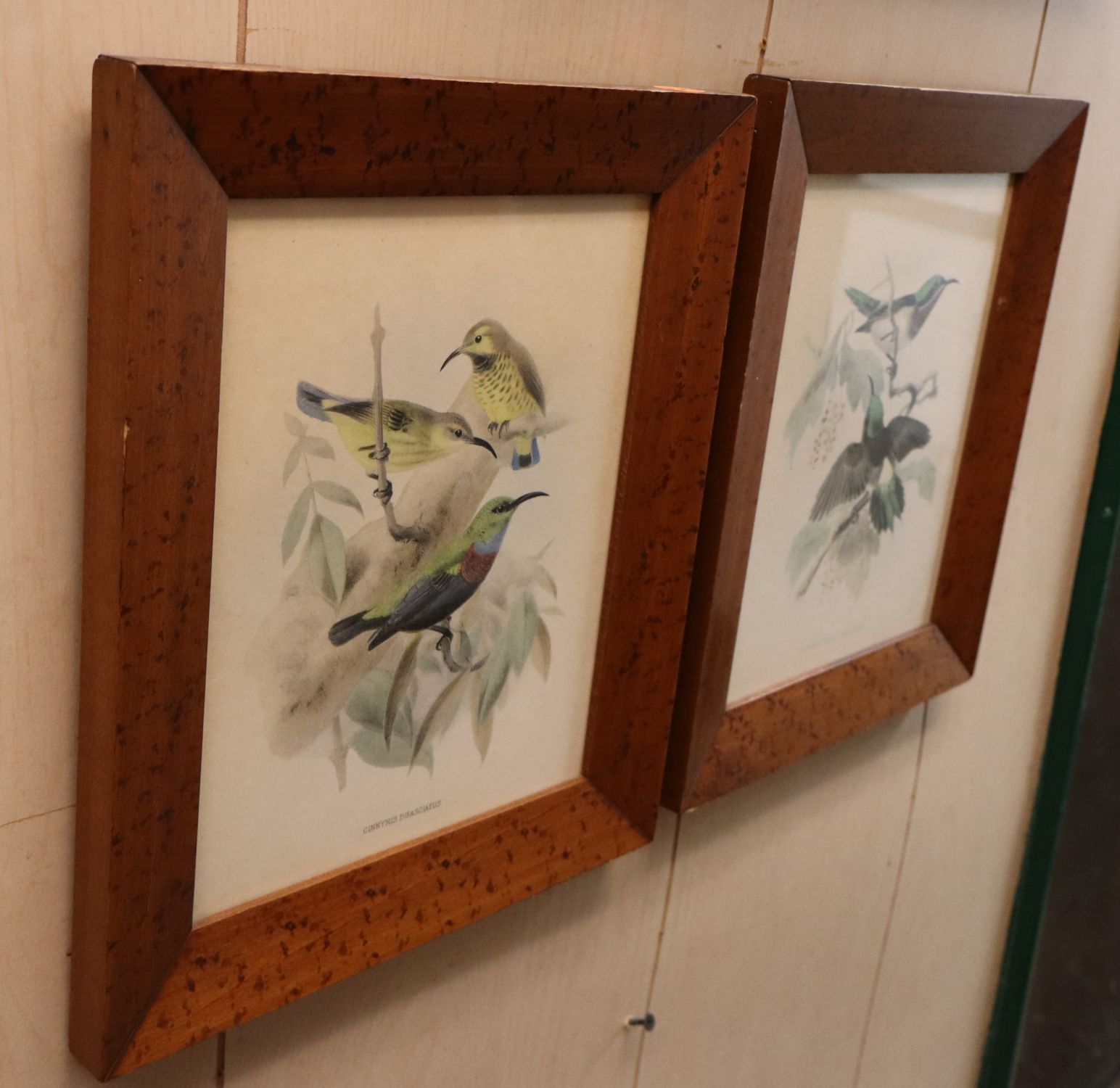 Pair Vintage John Gould Bird Prints Maple Frames