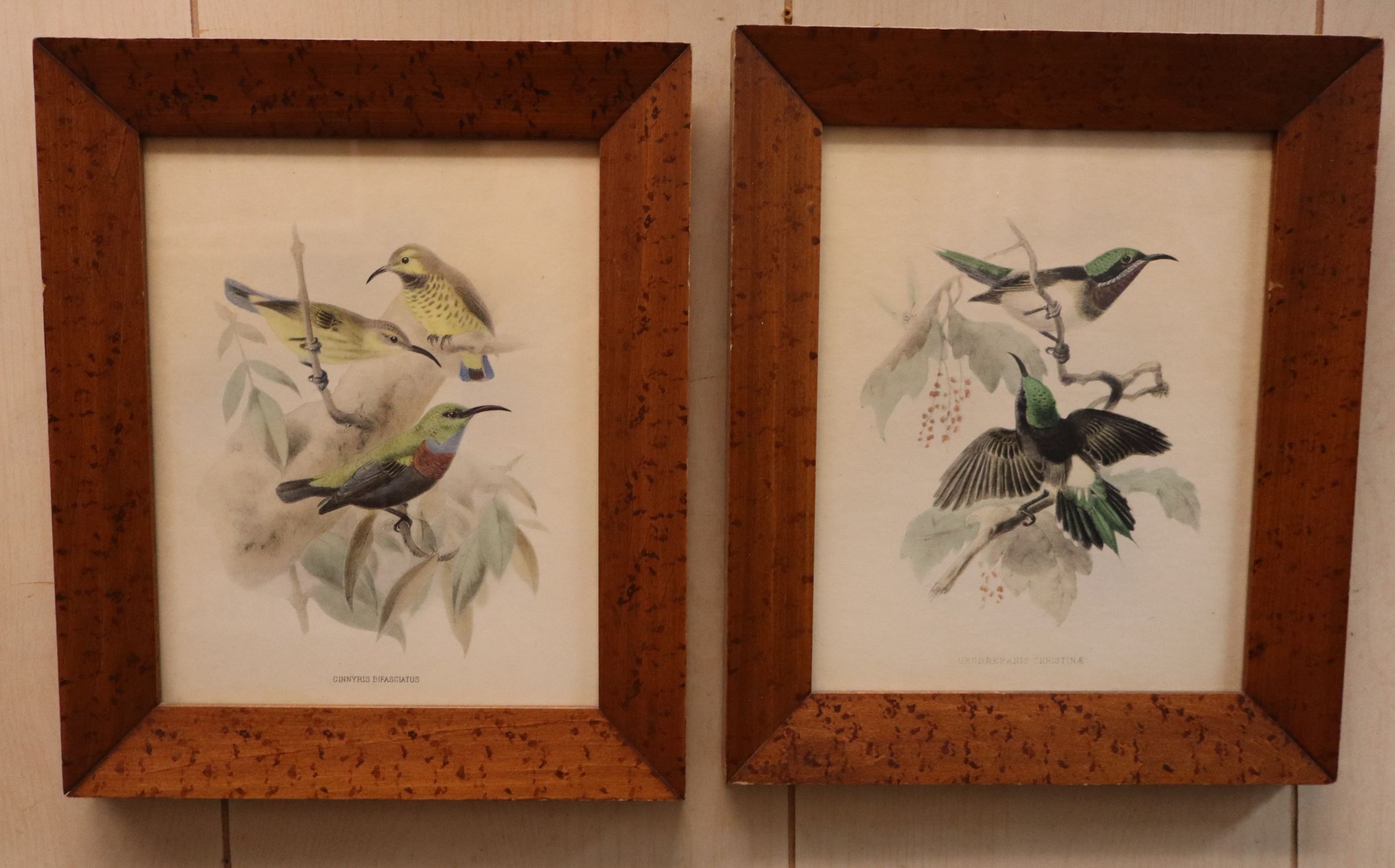 Pair Vintage John Gould Bird Prints Maple Frames