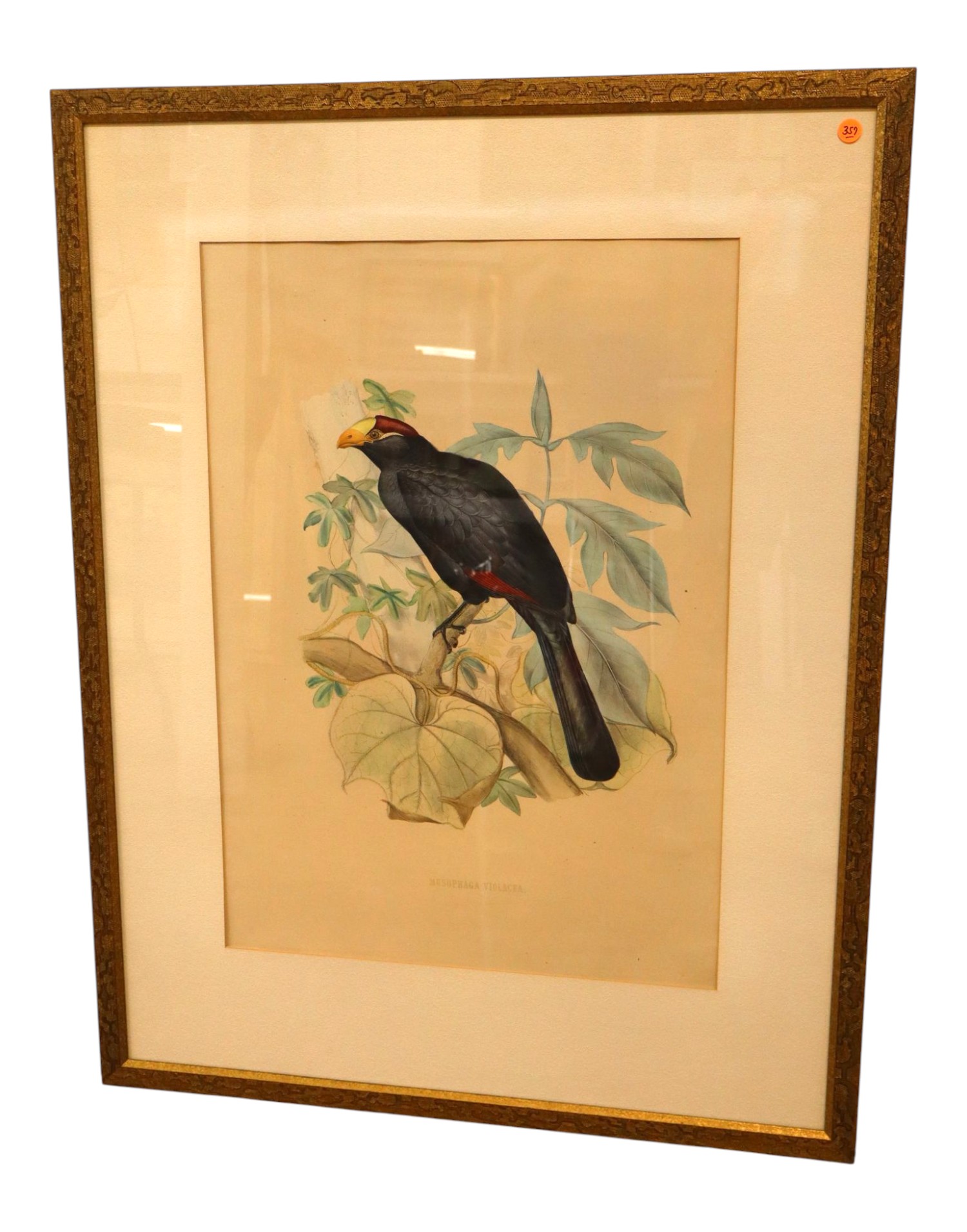 Vtg John Gould Musophaga Violacea Bird Print