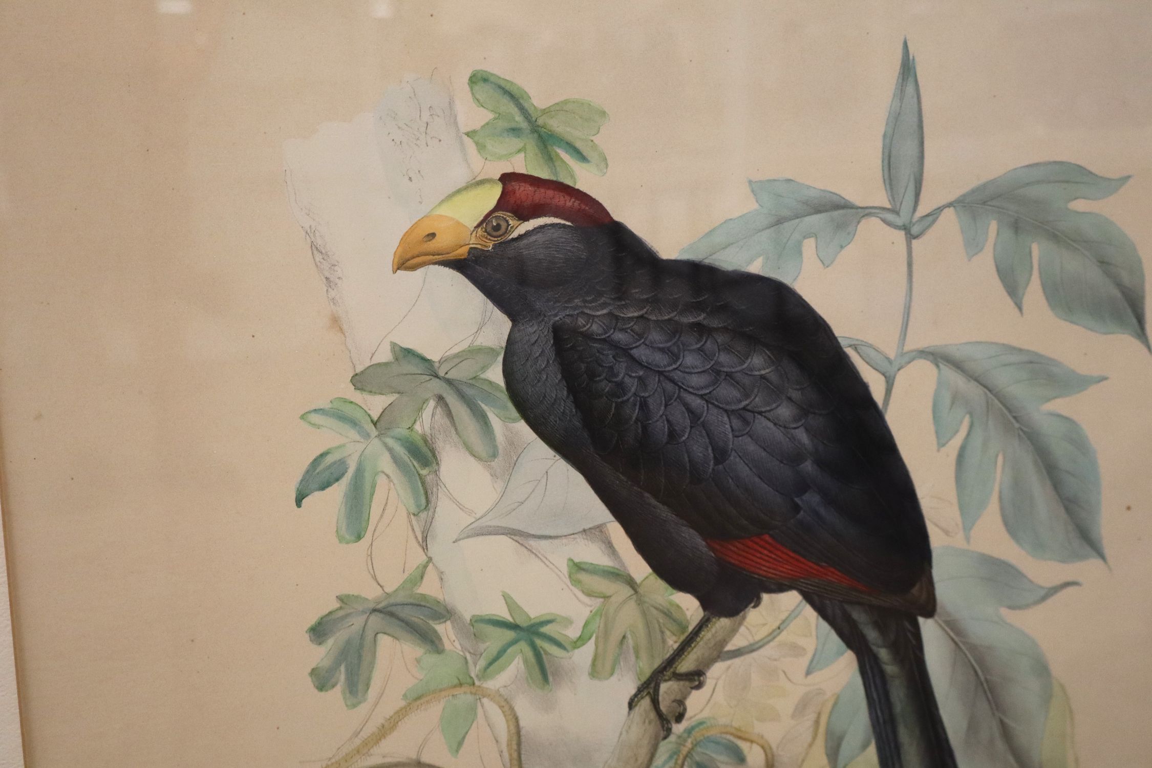 Vtg John Gould Musophaga Violacea Bird Print