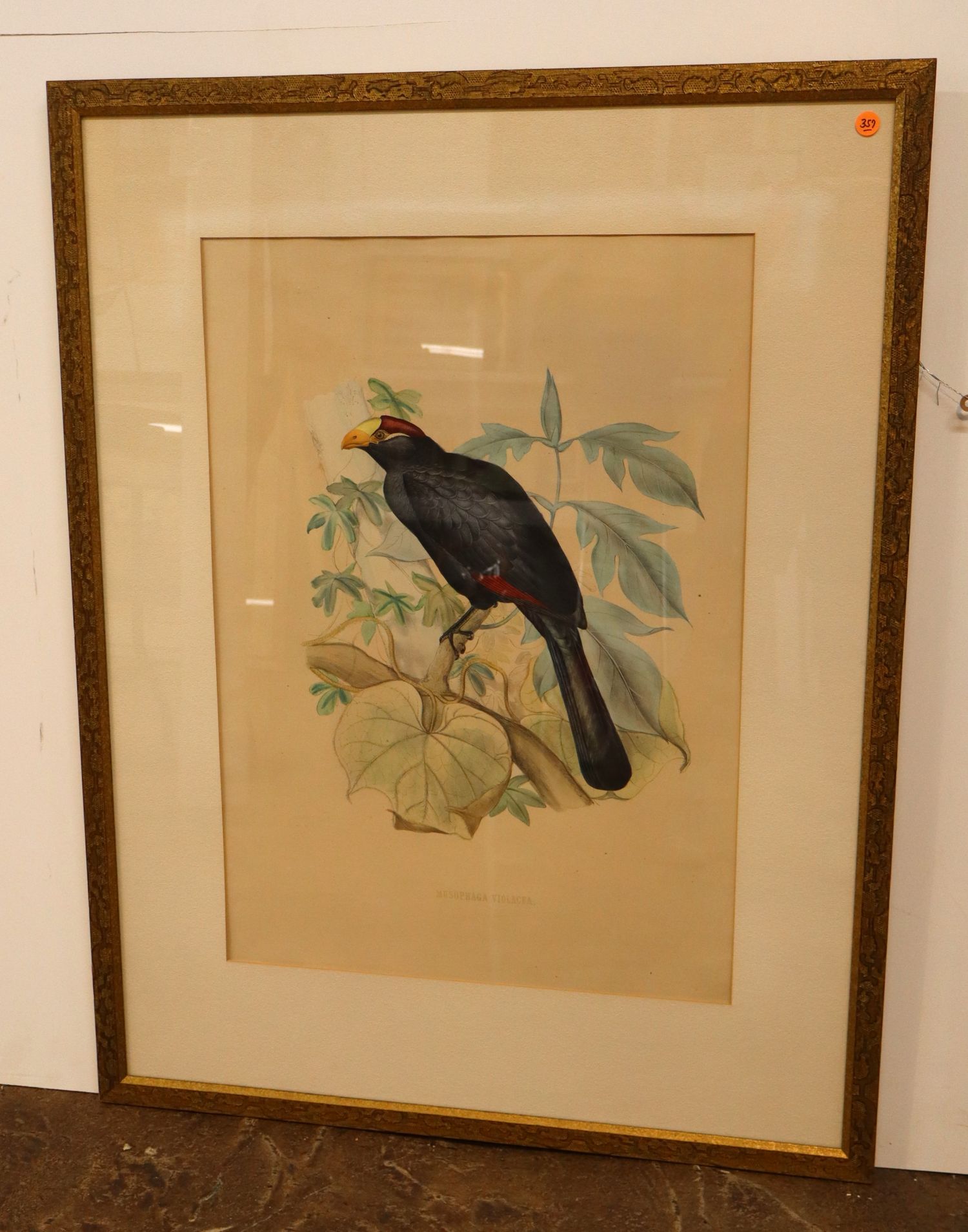 Vtg John Gould Musophaga Violacea Bird Print