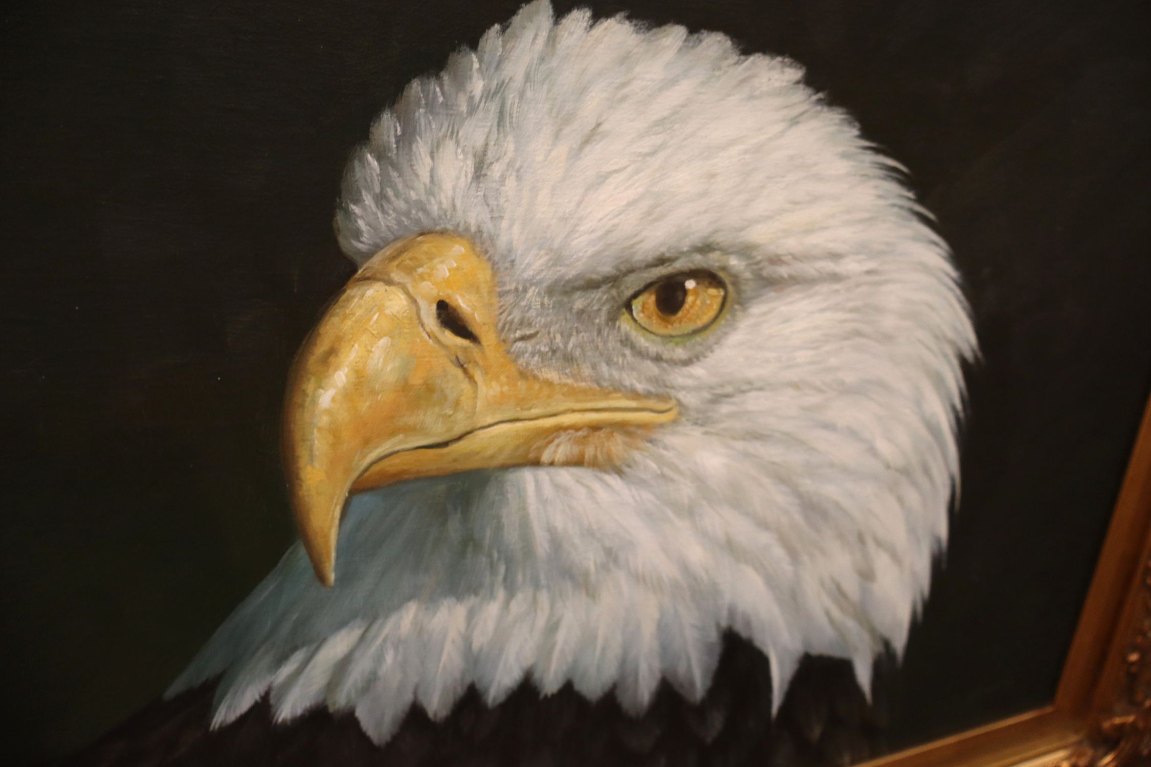 Eagle Bust Framed Canvas Giclee Print S Hearn