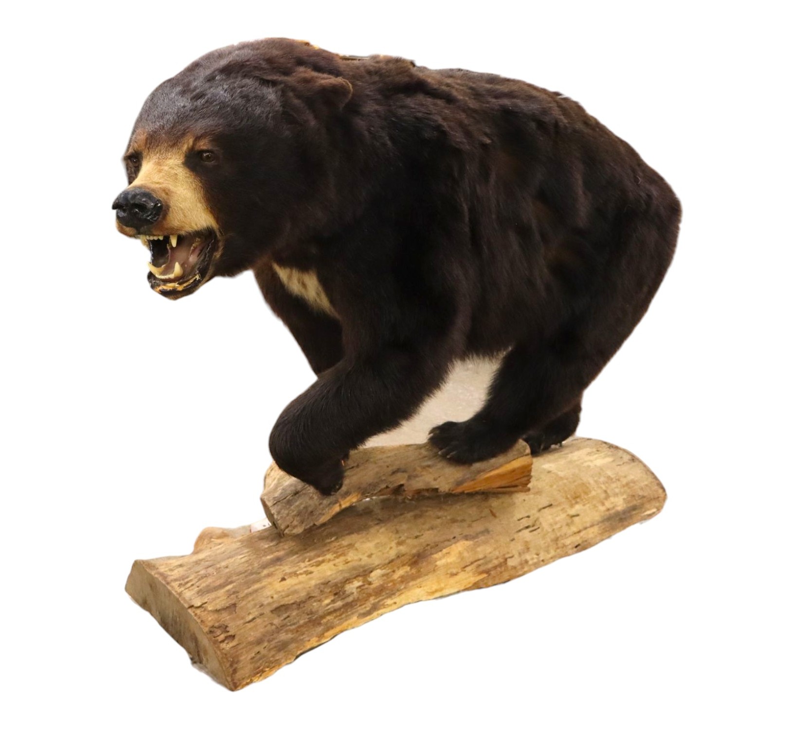 Full Body Amer. Black Bear Taxidermy Mount on Log