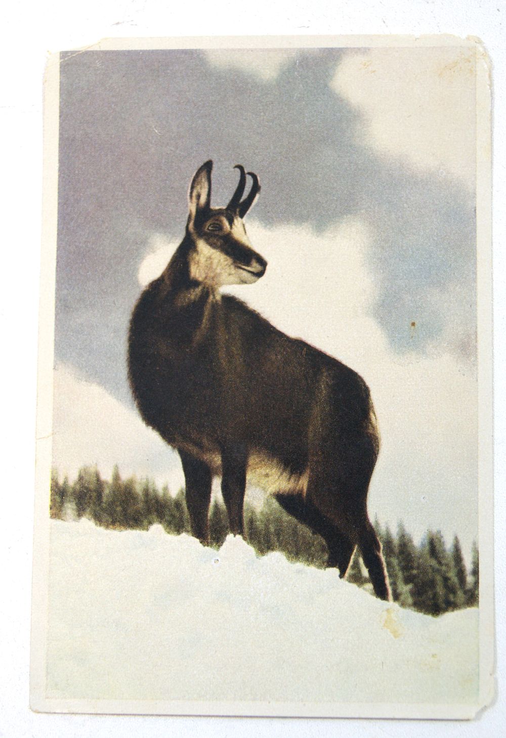 Вкладыш в шоколадку. Германия. 3 Рейх.