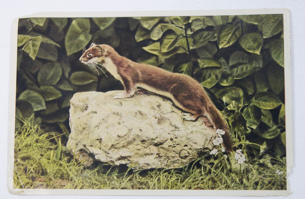 Вкладыш в шоколадку. Германия. 3 Рейх.