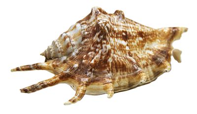 Раковина экзотическая коллекционная.