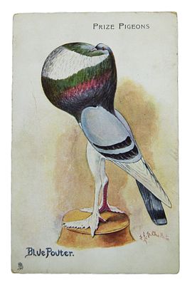 Открытка " Голубь ". 1950-е гг.