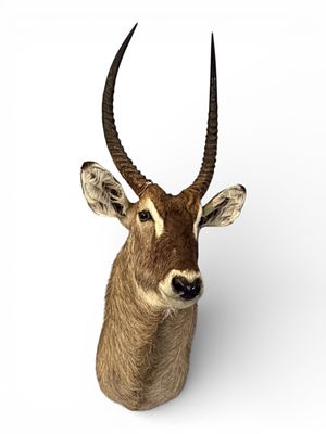 African Antelope Shoulder Mount Trophy (Waterbuck). Large and impressive African antelope 