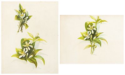 : ESCUELA ESPA&Ntilde;OLA S. XIX - Estudios de la flor de Azahar. ESCUELA ESPA&Ntilde;OLA S. XIX Estudios de 