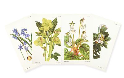 : ANN V. WEBSTER - Arcotostaphylos andersonii, sinningia eumorpha, chinodoxa Lochiae y 