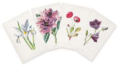 : JAMES SHIRLEY HIBBERD - Iris, Margarita doble, Rododendro y Campanilla corneada. JAMES SHIRLEY 