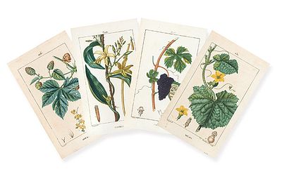 : FRAN&Ccedil;OIS-PIERRE CHAUMETON - Vigne, melon, vanille y houblon. FRAN&Ccedil;OIS-PIERRE CHAUMETON 