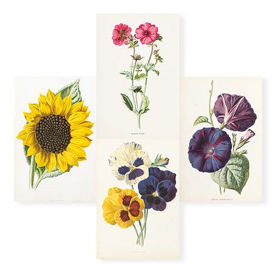 : JAMES SHIRLEY HIBBERD - Crismon Avens, pansies, major convolvulus y sunflowers. JAMES SHIRLEY 