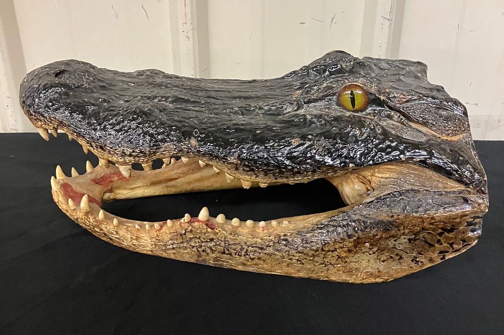 Lot 254: Taxidermy Crocodile Head 14"L