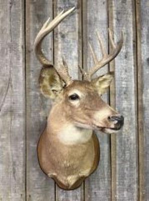 Whitetail Deer Taxidermy Wall Mount 15"X24"X36"