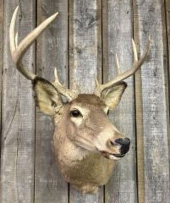 Whitetail Deer Taxidermy Wall Mount 18"X24"X32"