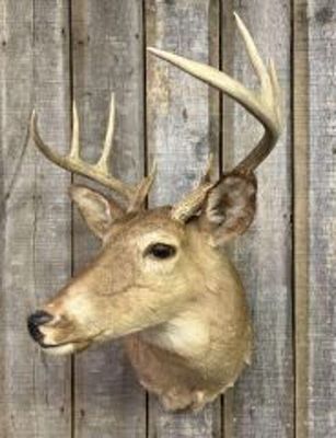 Whitetail Deer Taxidermy Wall Mount 17"X21"X34"