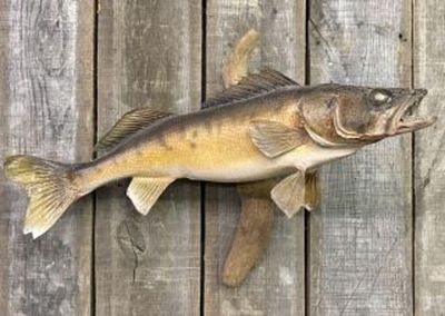 Real Skin Walleye Taxidermy Fish Mount 24"X12"X18"