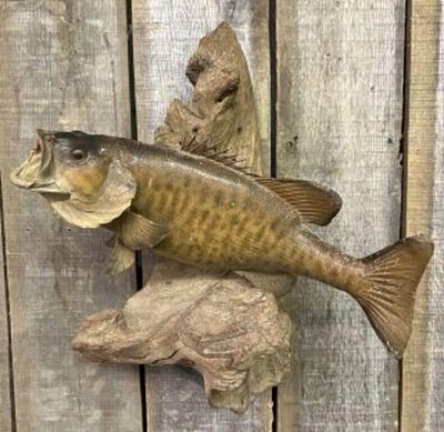 Real Skin Smallmouth Bass Taxidermy Fish Mount 17"X12"X20"