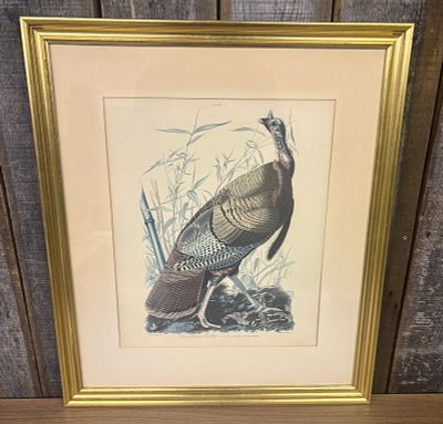 Framed Print of "Wild Turkey" (Plate 1) from John James Audubon's seminal work, The Birds of 