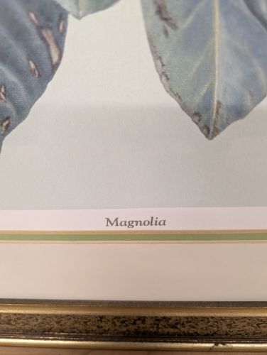 C. Don Ensor Signed Limited Edition Magnolia Print