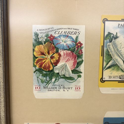 William D. Burt. A Collection of Four Vintage Unused Seed Packets. William D. Burt, Circa 1910.