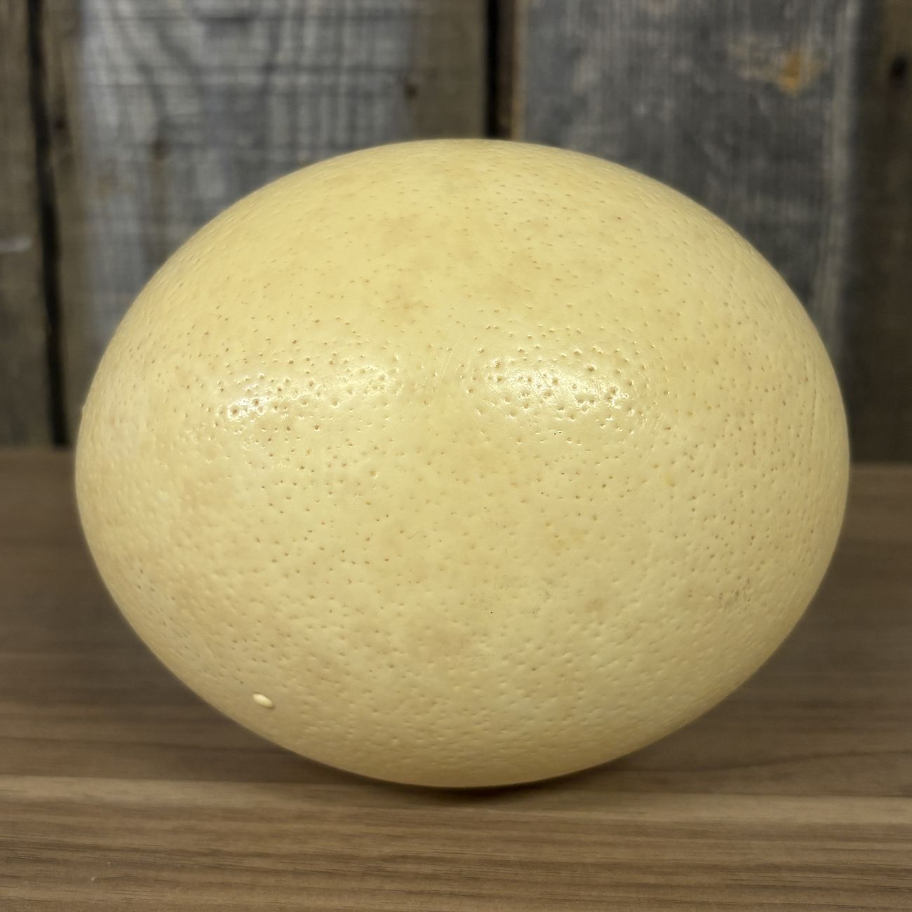 Large Ostrich Egg Specimen