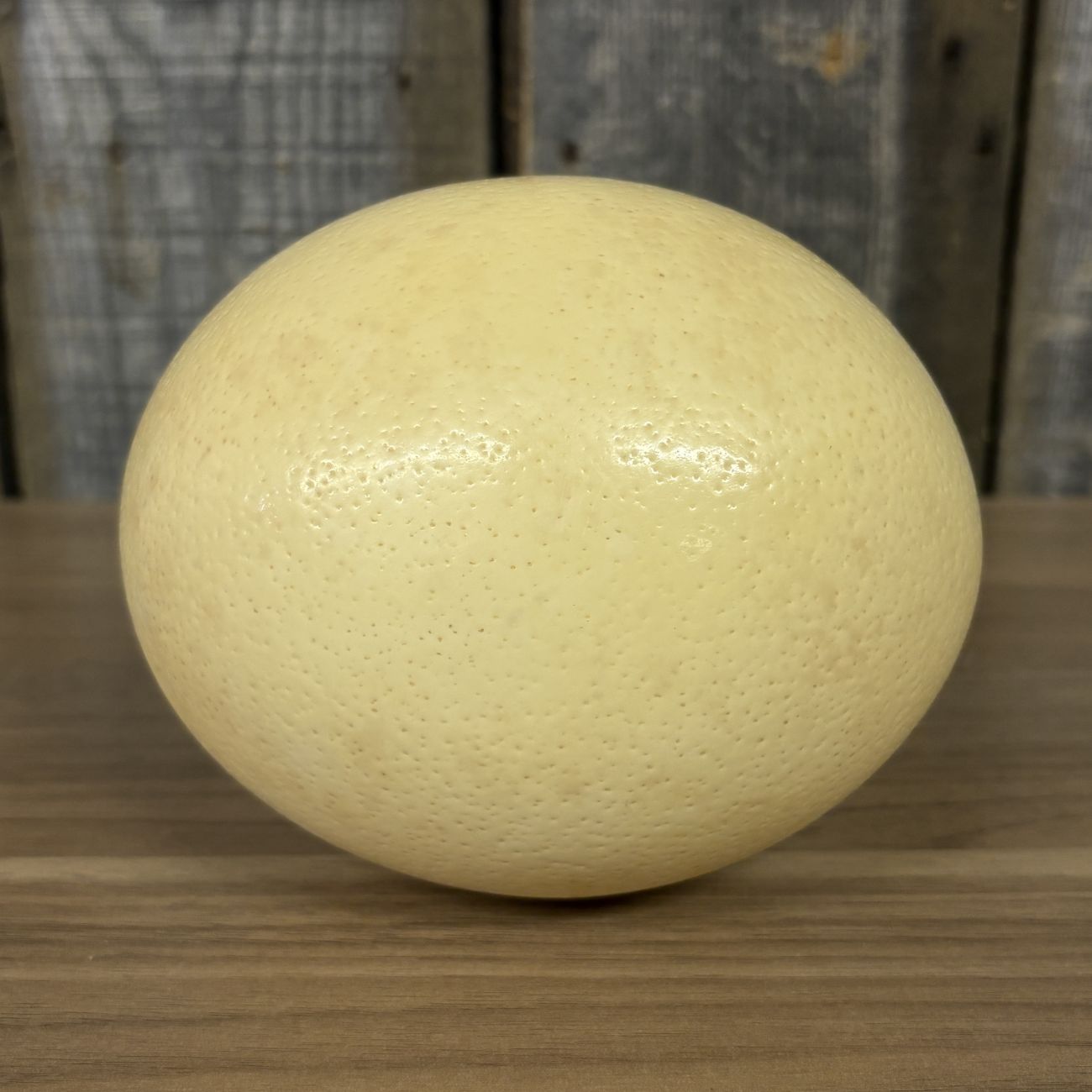 Large Ostrich Egg Specimen