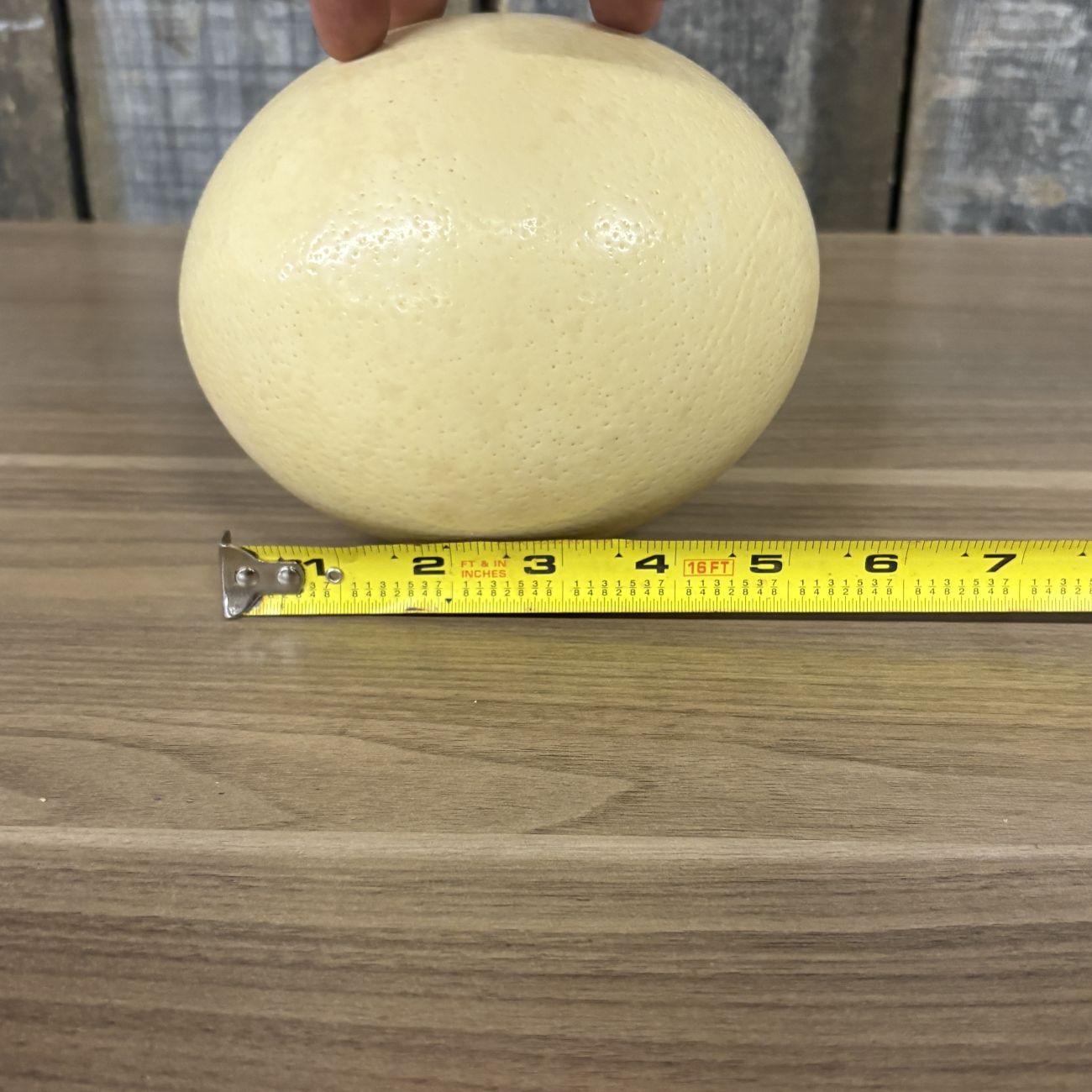 Large Ostrich Egg Specimen