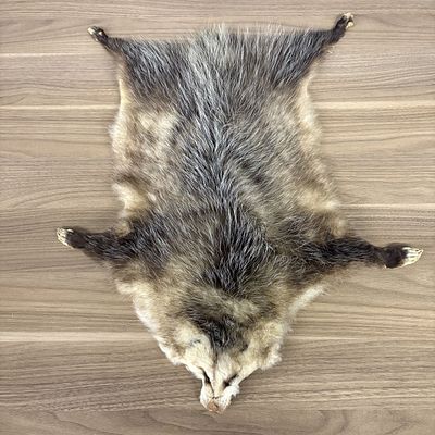 Tanned North American Opossum Pelt with Paws and Claws. A tanned North American opossum 